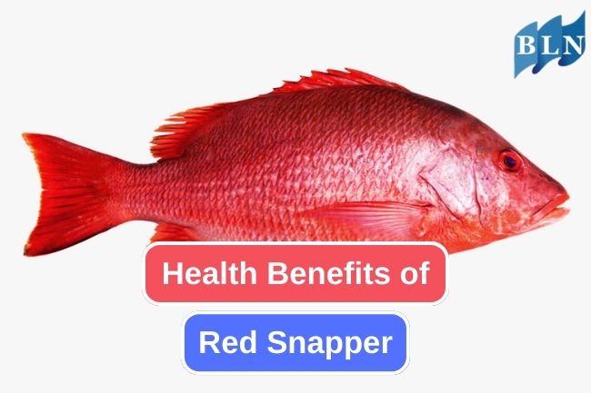 The 10 Best Benefits of Eating Red Snapper